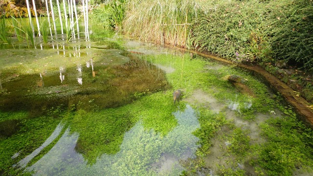 Fontaines Pétrifiantes de Saint-Nectaire