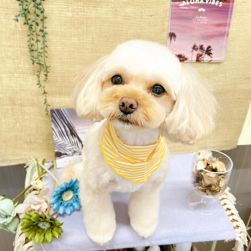 ドッグサロンマノン