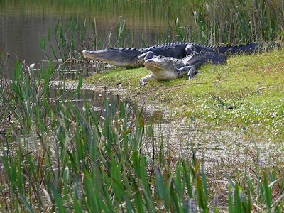 Photos of Alligator Cove Airboat Nature Tours