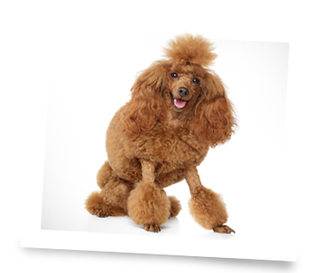 Spot The Dog Grooming - Thumbnail