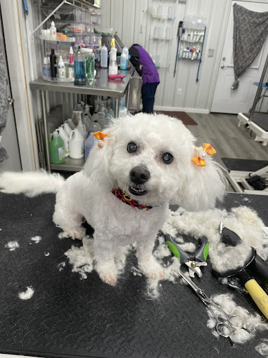 Pampered Pets - Thumbnail