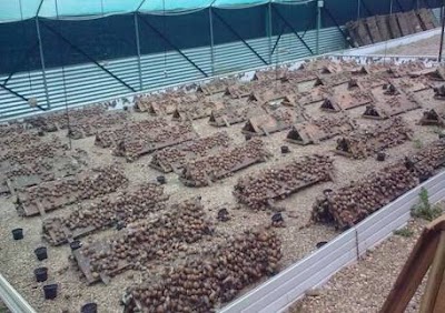 Photos of Dayntee Farms Limited