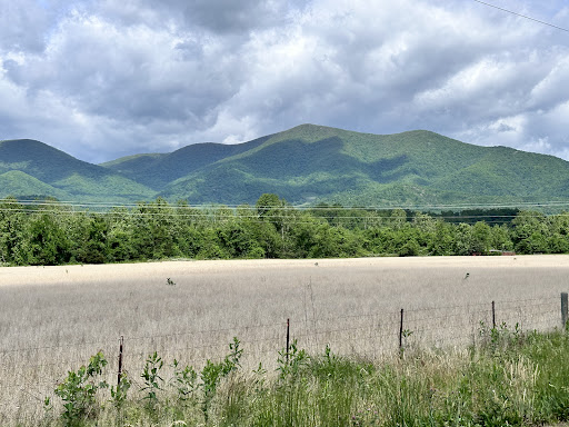 Lesesne State Forest - Thumbnail
