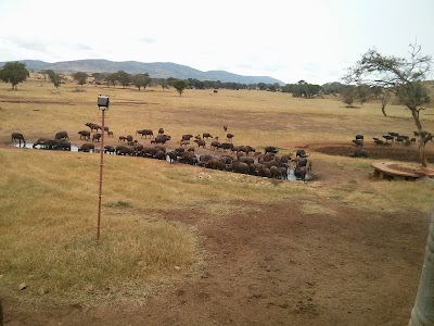 Photos of Sarova Salt Lick Game Lodge - Taita Hills Tsavo