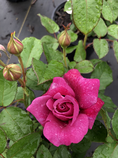 jardin de Lourdes - Thumbnail