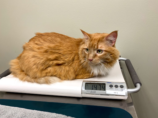 Westgate Pet Clinic - Thumbnail