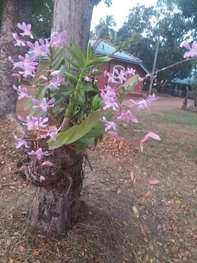 Photos of puliyankulama walauwa