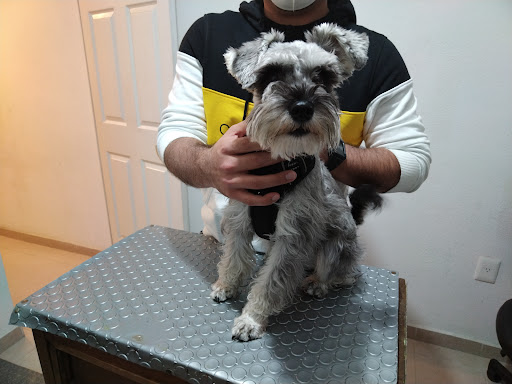 Veterinario Nocturno