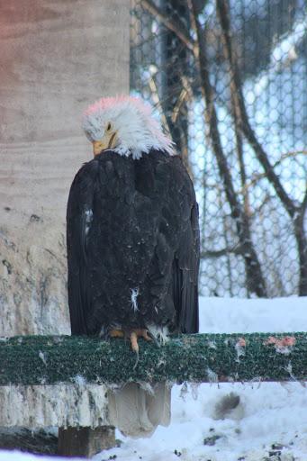 Bald Eagle Exhibit - Visual