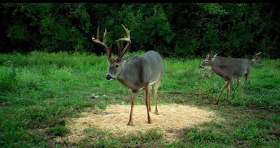 WHITETAIL HEAVEN OUTFITTERS LLC