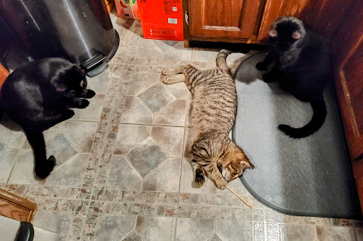 Great Falls Veterinary Hospital - Thumbnail