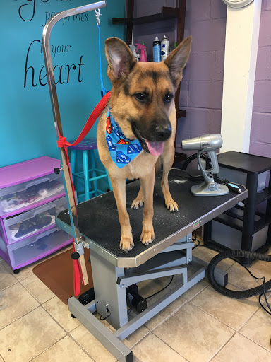 Dana's Pampered Pets - Thumbnail
