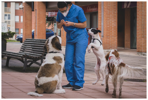 Armando Solis, La Fresneda Veterinarios