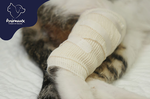 Animaux Villahermosa - Thumbnail