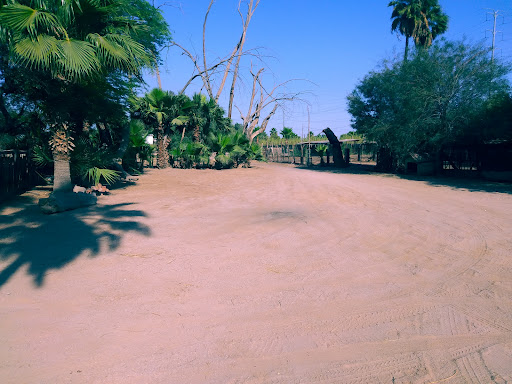 Gallos San Fernando - Thumbnail