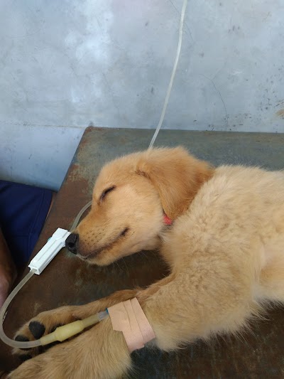 veterinary-care