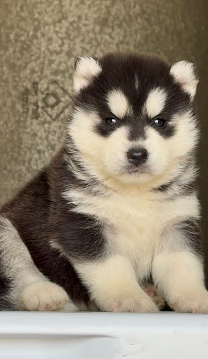 Siberian husky puppy available in Lucknow. post image