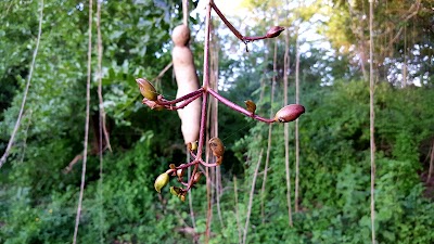 Photos of Africa Wood Grow