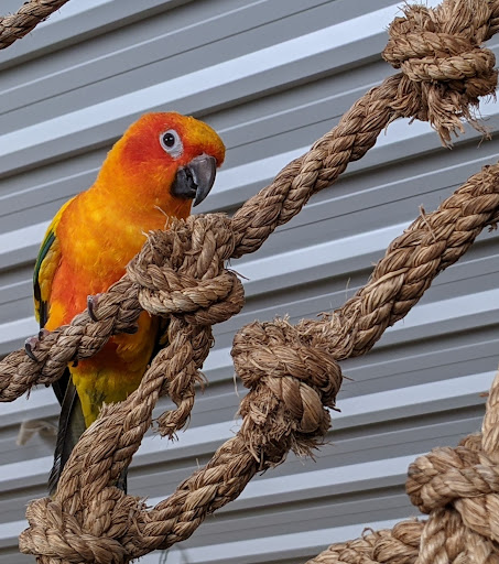 Parrot Partners Canada - Thumbnail