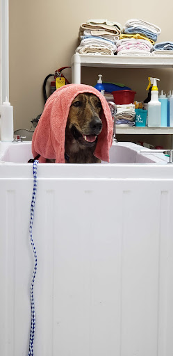 The Dirty Dog Grooming Salon & Doggie Daycare Gallery - United States