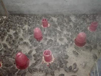 Photos of খায়রুল পোল্ট্রী