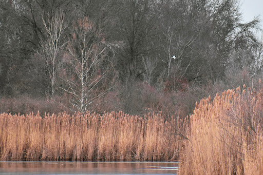 St. Ellen Park - Visual