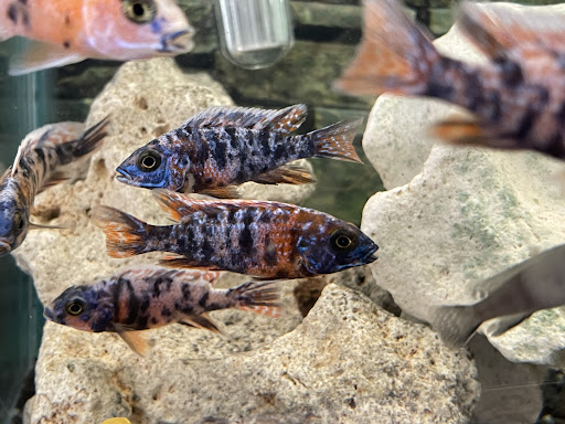 Raw Aquatics - Visual