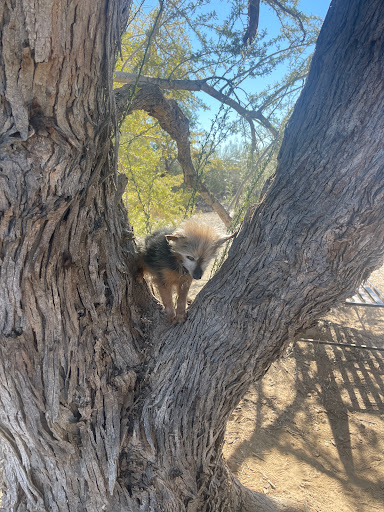 Great Tree of Arizona - Thumbnail