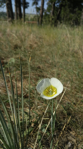 Ponderosa Preserve Gallery - United States