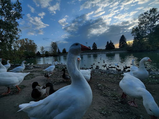 Calder Dairy and Farm - Thumbnail