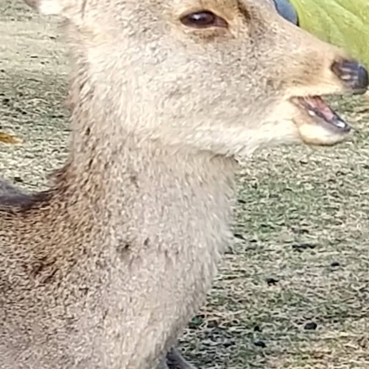 古都奈良かんざし美術館 油阪町の美術館