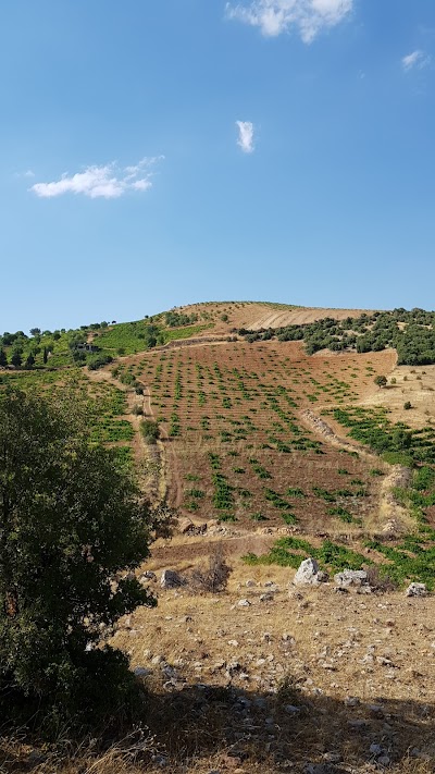 Zoyrat a biçuk