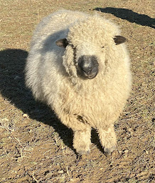 Photo n°24 de ALPAQUIER écurie de propriétaires, ferme pédagogique et élevage d'alpagas à Saint-Martin-de-la-Cluze (Pension pour chevaux)