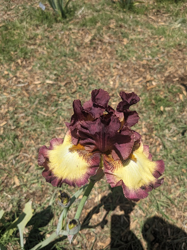 Bloomer-Rang Iris Farm - Thumbnail