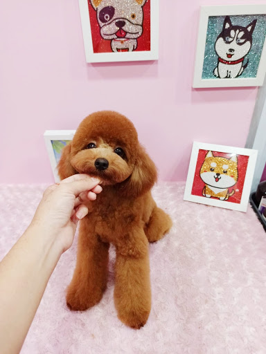 Bukit Barkdog Grooming