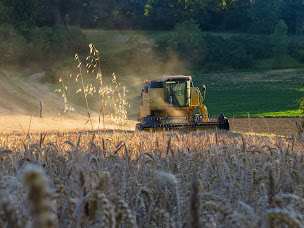 Photo n°2 de Ferme Lapeyre, ail rose de Lautrec à Lombers (Ferme)