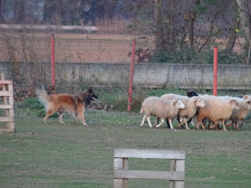 Bordersheep - Visual