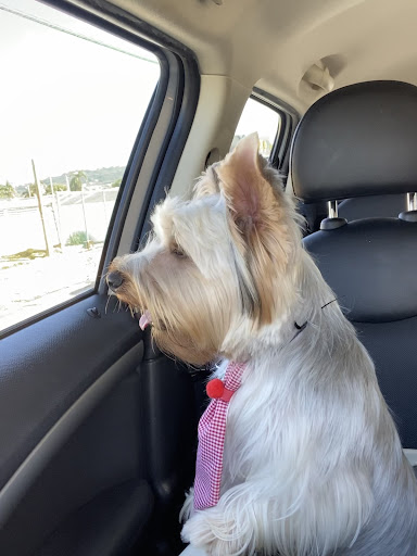 Caninos Grooming Salon - Thumbnail