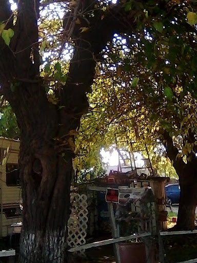 Fair Courts Trailer Park - Thumbnail