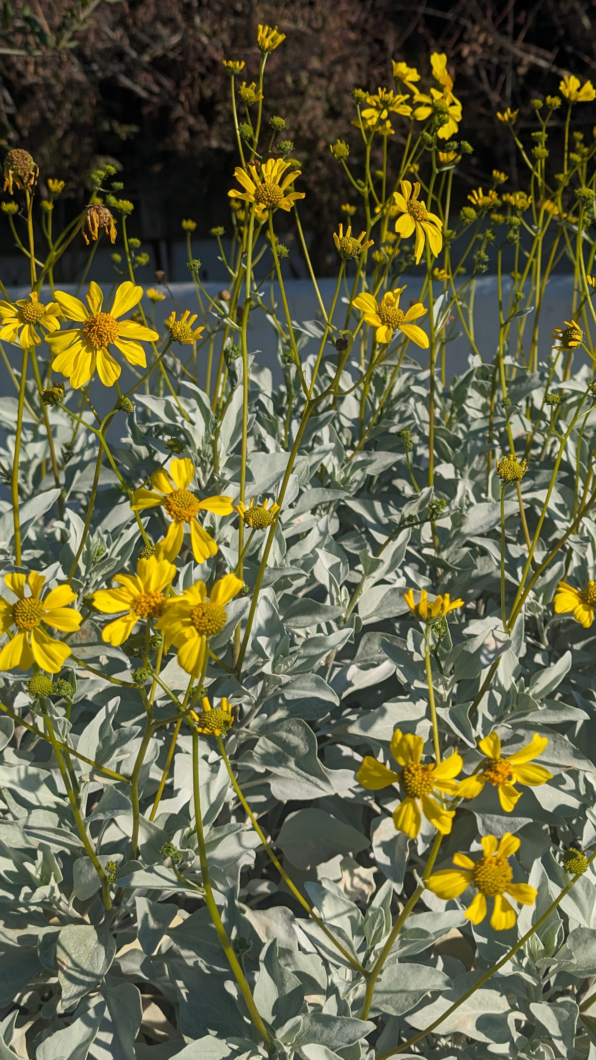 Alta Vista Native Plant Nursery