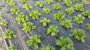 Photo n°15 de Au Potager de Sabine à Plouguiel (Ferme bio)