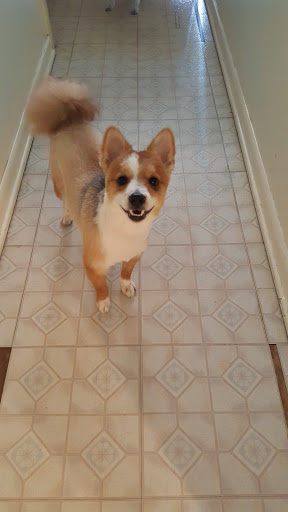 Mik's Pup Spa - Thumbnail