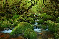 たびのやど かのこ ＜屋久島＞