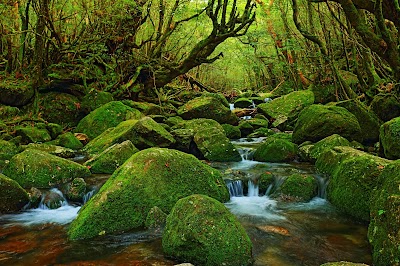 たびのやど かのこ ＜屋久島＞