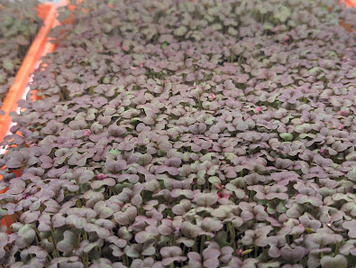 Mihcro - Microgreens & Wheatgrass 5415 PA-25, Lykens, PA 17048