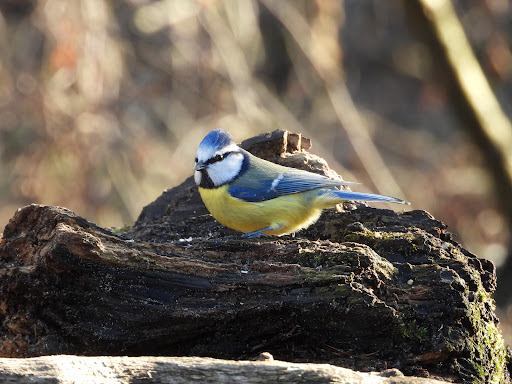 Vogelkijkhut Schaarsbergen - Thumbnail