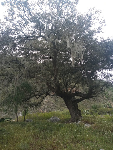 SAN ANDRES YAHUITLALPAN SAY TEXAS - Thumbnail