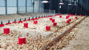 Photo n°1 de LA FERME DES POPOULLETTES à Château-Guibert (Ferme)