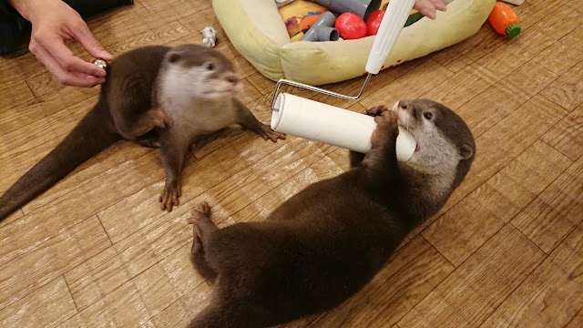 Loutre otter cafe