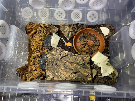IsoBro Singapore - Isopod & Terrarium Supplies (By Appointment Only) - Thumbnail